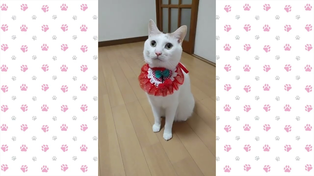 猫動画】寒さに負けにゃいい！にゃんこ！〜にゃんともパレード〜#猫