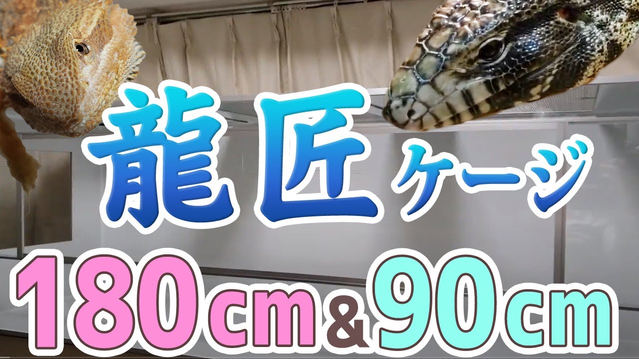 The 180cm and 90cm Ryusho cages have arrived! [B&W Tegu and