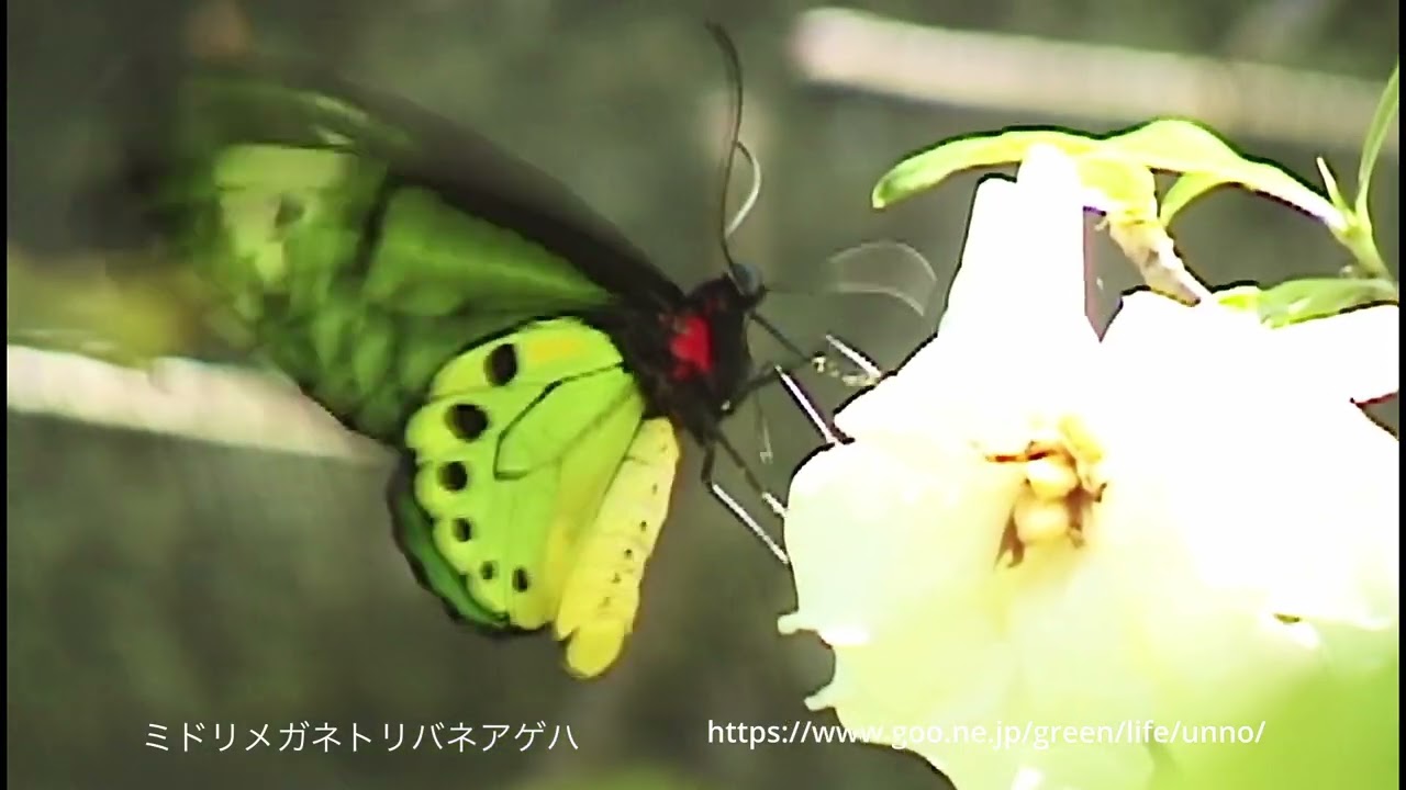 30年前に撮影したアカメガネトリバネアゲハ - YouTube