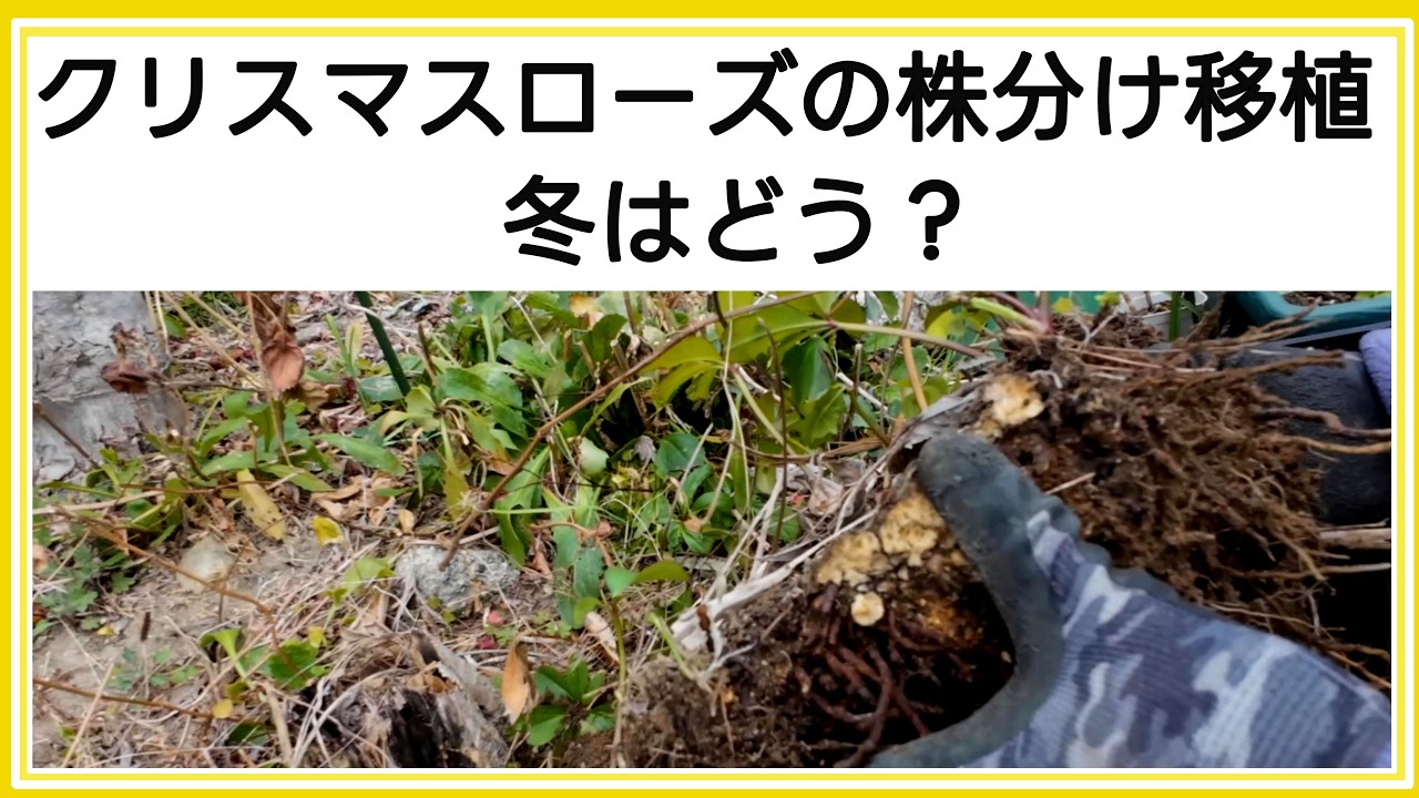 クリスマスローズの株分けと移植】育て方と魅力｜ガーデニング｜園芸