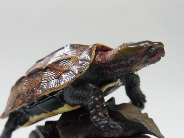 NATURE TECHNI COLOUR 日本のカメ】 リュウキュウヤマガメ