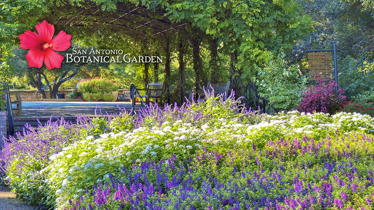 15 San Antonio Botanical Garden – Driving Miss Viola