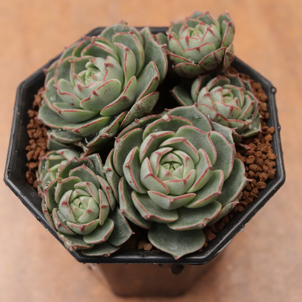 エリキュラミス】の紹介ページ｜E-TANIKU（イータニク）