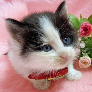 ハチワレ親子！フワモコ半」東京都 - 猫の里親募集(490075) 6枚目の