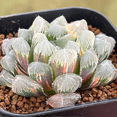 速報カタログ No.5 12/8更新 | カクタス・ニシオンライン