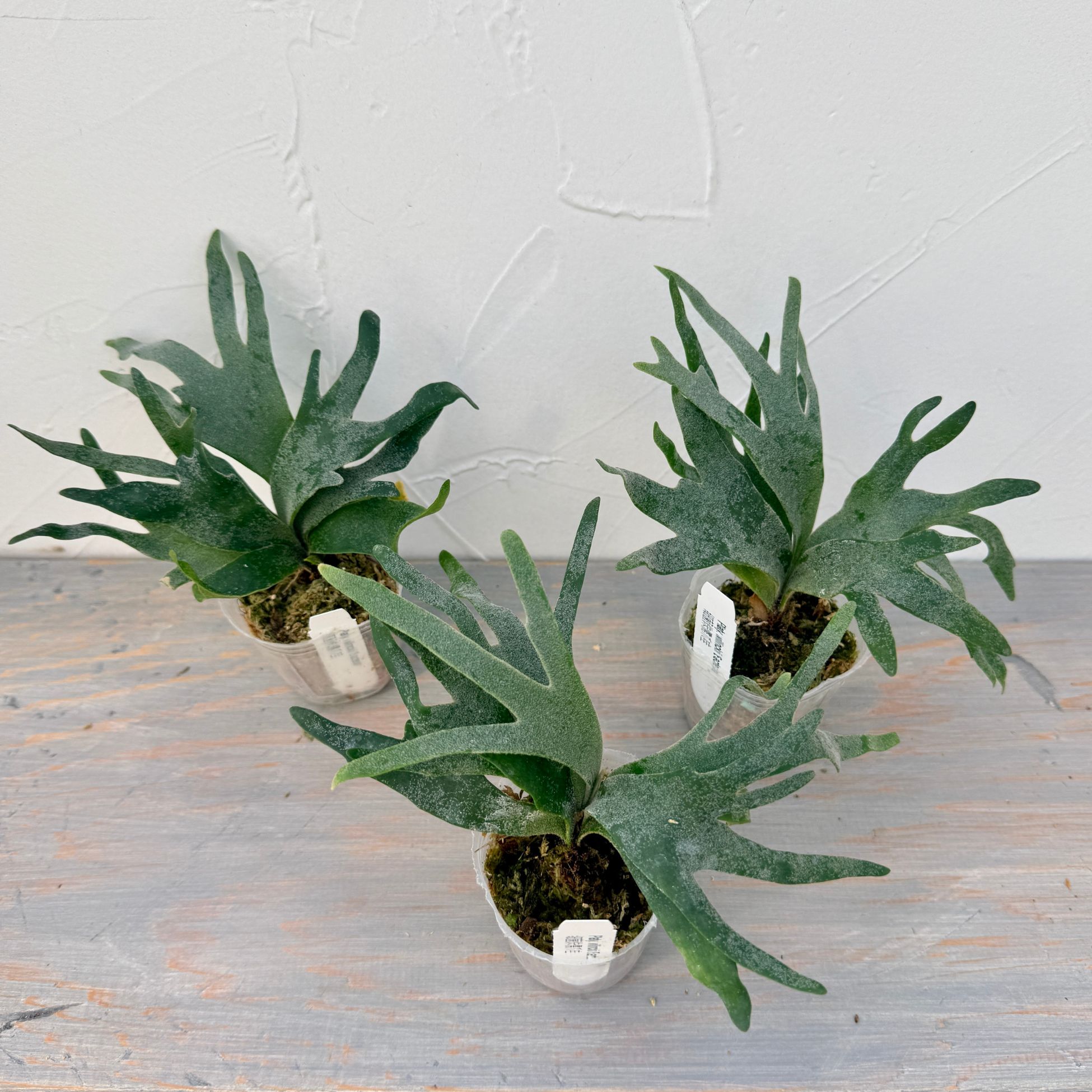 楽天市場】『ビカクシダ ウィリンキー バクテリア』コウモリラン