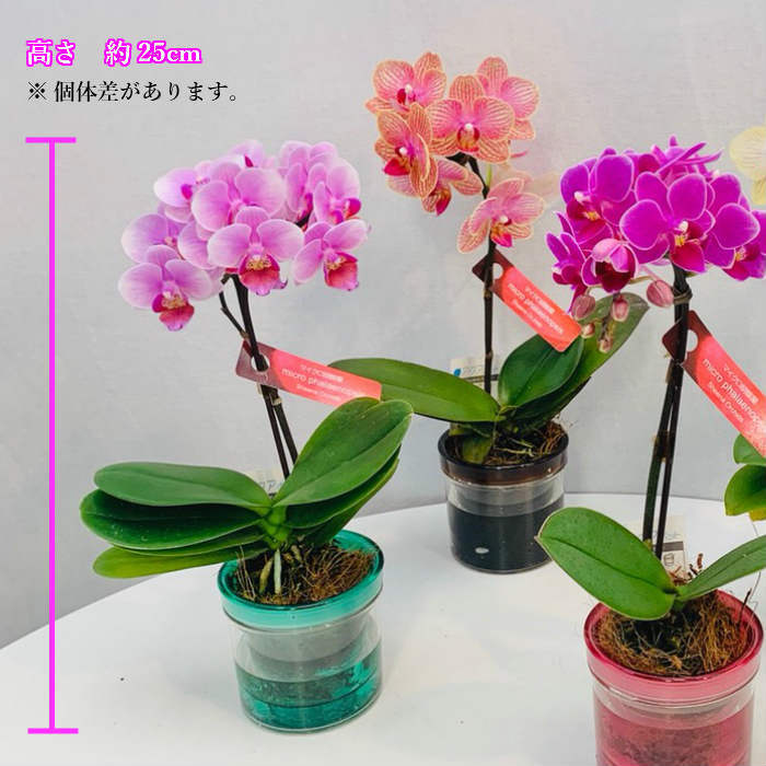 楽天市場】マイクロ胡蝶蘭 アクアポット ピンク 花 鉢植え ギフト