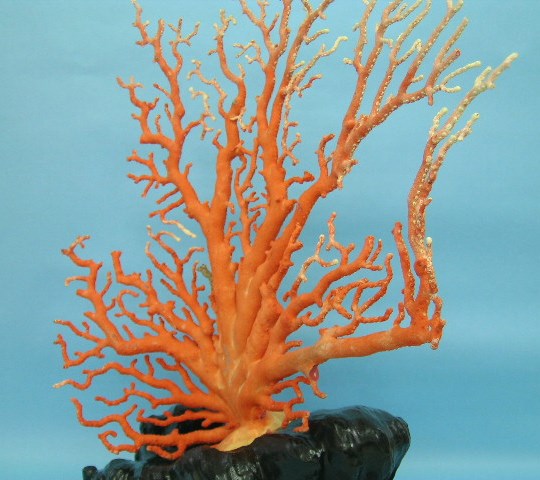 楽天市場】【豪華】桃珊瑚の原木・拝見・置物 黒檀台 置き物 飾り