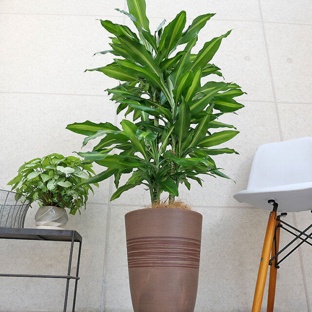 ドラセナ・ジュレ 樹脂製鉢植え（11VH25） 観葉植物と植木鉢の専門店