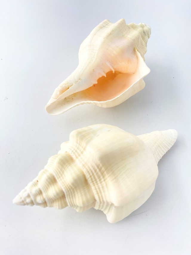 クチベニシャンクガイ【16cm前後/1個】 En: Turbinella angulata