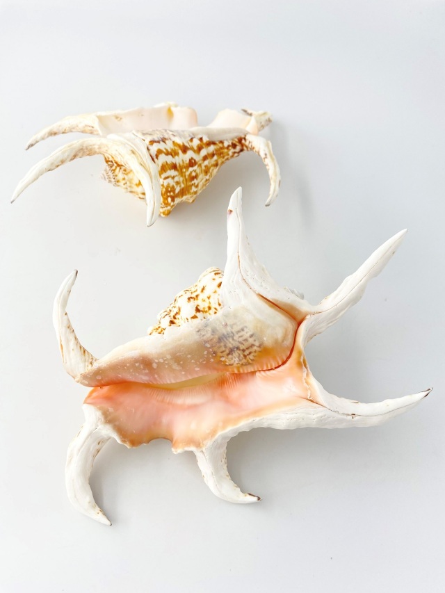 スイジガイ(水字貝)特大【22cm前後/1個】En: Lambis chiragra (size