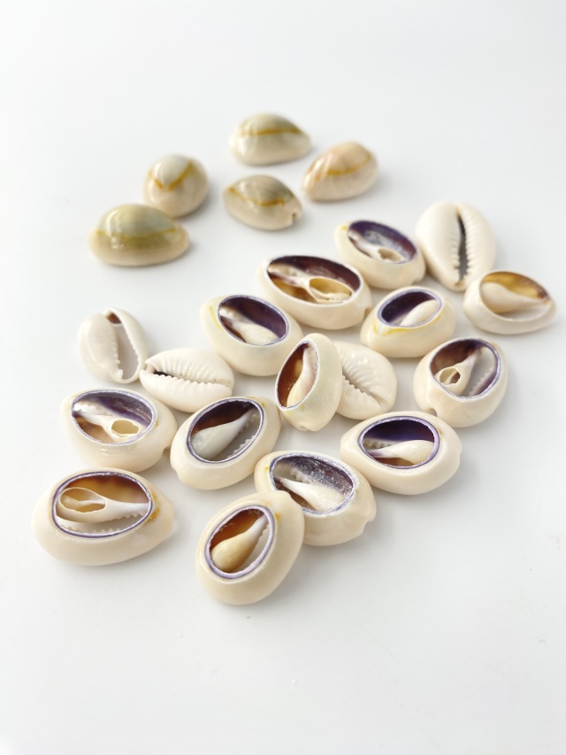 タカラガイ、貝殻、エンジェルダカラ 楽天市場】貝殻 シェル