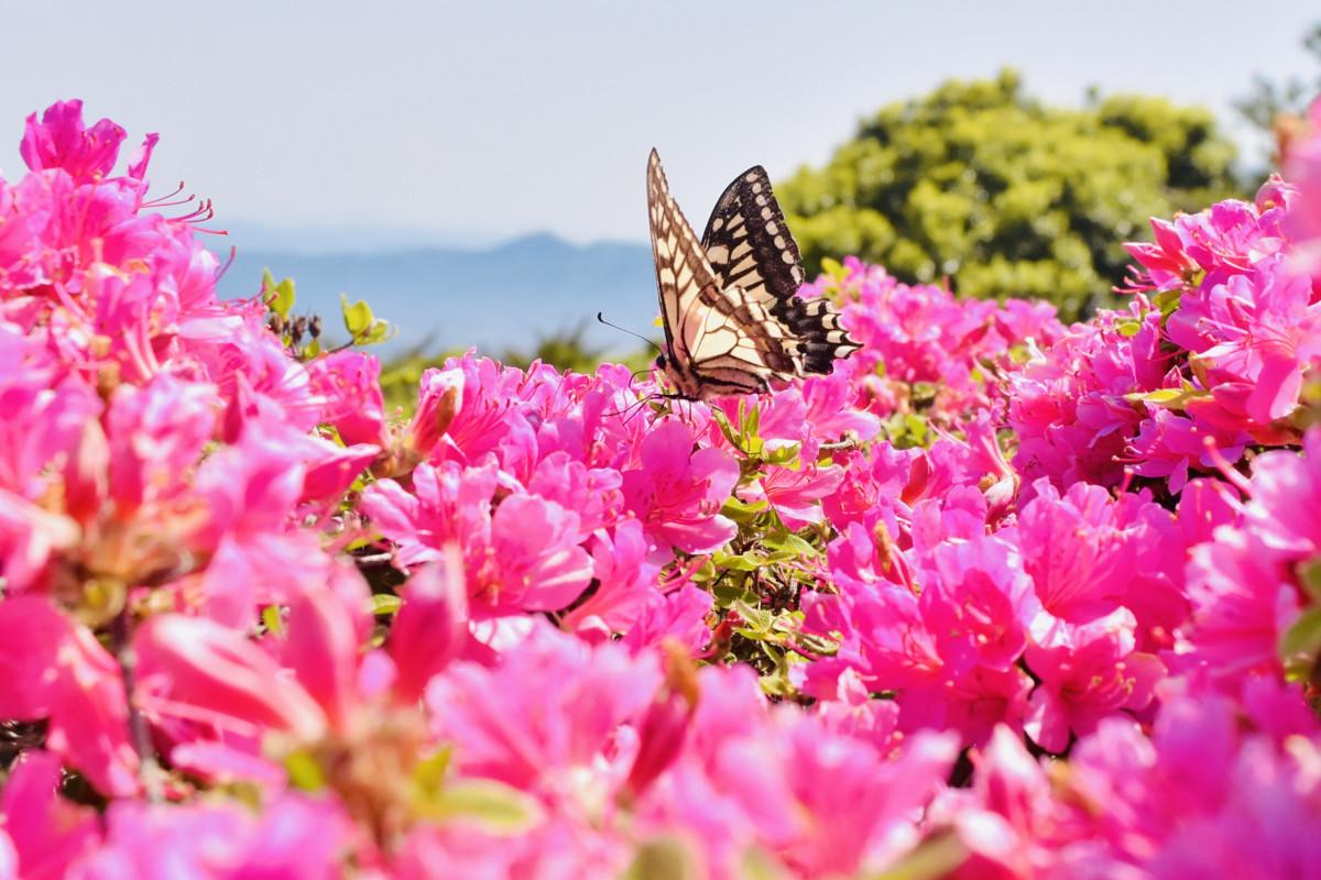 大分・日出町の経塚山でミヤマキリシマ開花 ピンクのシーズン始まる