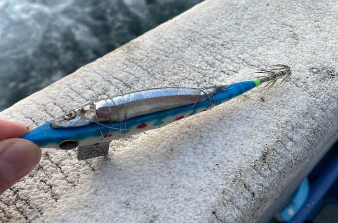 イカメタルの反則技！エサ巻きスッテは食い渋り&大型狙いに効果抜群