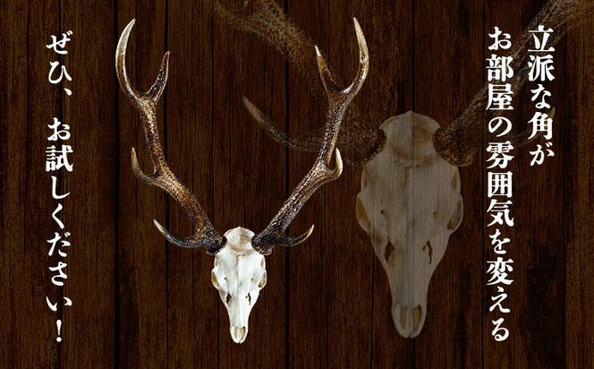 ニホンジカ頭骨付き角 壁掛け(小)【配送不可地域あり】 ※離島不可 上野