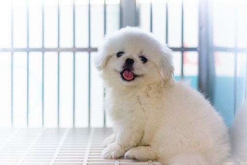 ペキニーズの特徴・性格 最新価格と飼い方｜いぬのきもち 犬図鑑｜いぬ