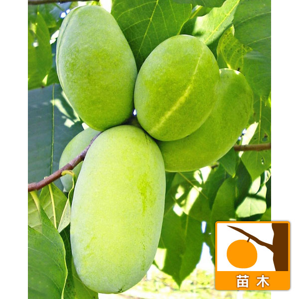 園芸ネット本店｜ポポー：マンゴー（接木苗） 5号ポット の通販【公式】