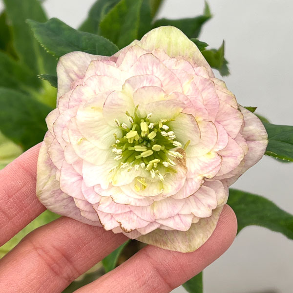 園芸ネット本店｜加藤農園さんのクリスマスローズ：26-01