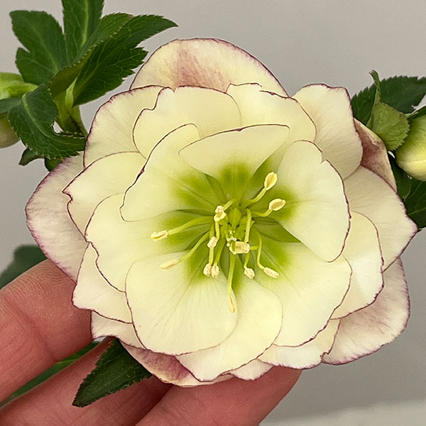 園芸ネット本店｜松村ナーセリーさんのクリスマスローズ：26-116ダブル