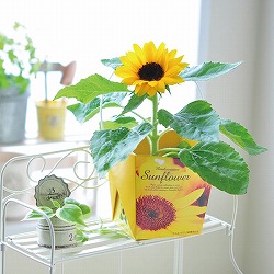 園芸ネット本店｜フローラルコンテナ：スマイルサンフラワー栽培セット