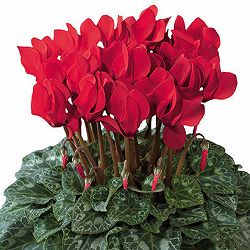 園芸ネット本店｜シクラメン の商品一覧【公式】