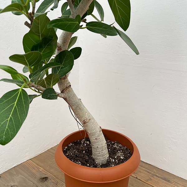 園芸ネット本店｜フィカス：ベンガレンシス 8号鉢植え** の通販【公式】