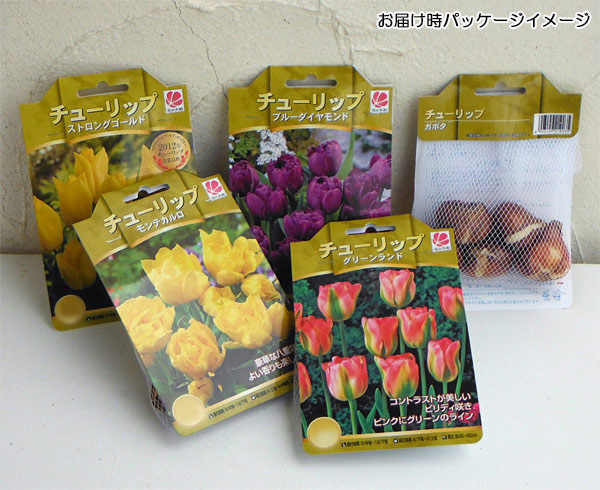 園芸ネット本店｜チューリップ（八重咲き）：ブラックヒーロー5球入り