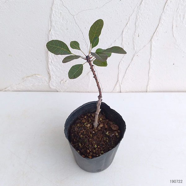 園芸ネット本店｜スモークツリー：ルブリフォリウス3号ポット の通販