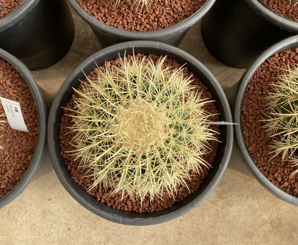 園芸ネット本店｜サボテンの王様：金シャチ（キンシャチ・金鯱）8号
