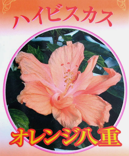 園芸ネット本店｜ハイビスカス・オレンジ八重5号鉢植え の通販【公式】