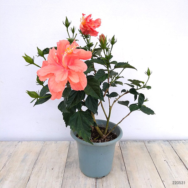園芸ネット本店｜ハイビスカス・オレンジ八重5号鉢植え の通販【公式】