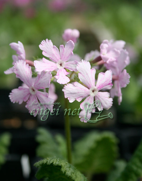 園芸ネット本店｜日本サクラソウ（桜草）一重咲き：千鳥遊（ちどり