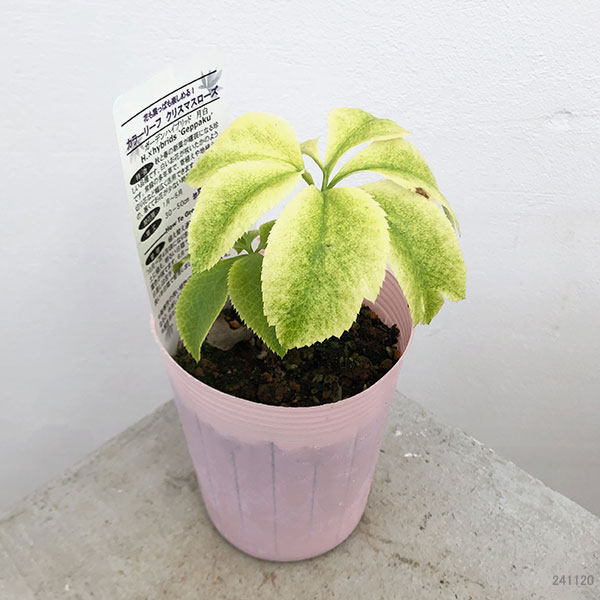 園芸ネット本店｜松村ナーセリーさんのクリスマスローズ：月白