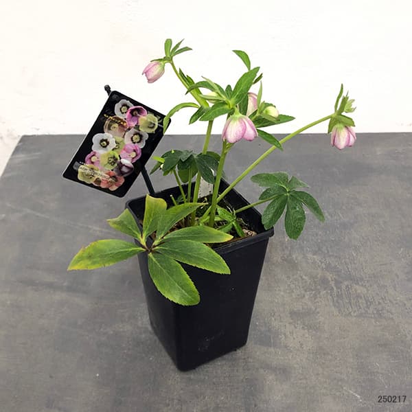 園芸ネット本店｜クリスマスローズ：セレクトシングル25-12／1.5L