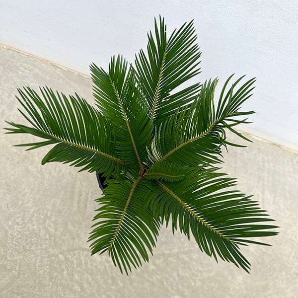 園芸ネット本店｜[ザ・ファームセレクト]ソテツ：斑入りソテツ 7号25