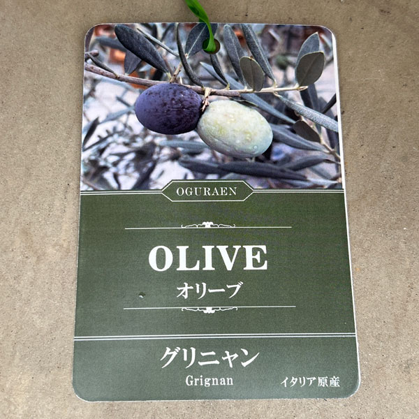 園芸ネット本店｜オリーブ：グリニャン 8号鉢植え の通販【公式】