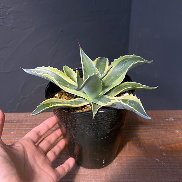 園芸ネット本店｜[ザ・ファームセレクト]アガベ：オバティフォリア