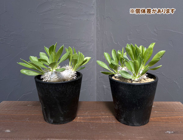 園芸ネット本店｜パキポディウム：ブレビカウレ 恵比寿笑い 3.5号