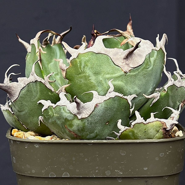 園芸ネット本店｜アガベ：チタノタ 白鯨 3号鉢植え25-06 の通販【公式】