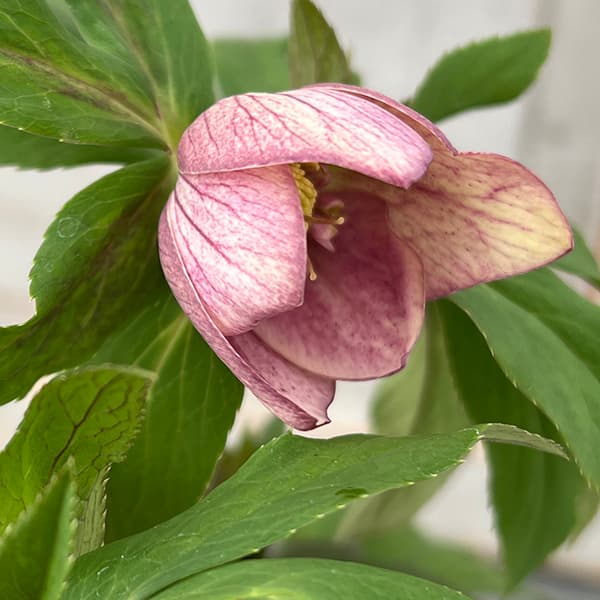 園芸ネット本店｜花郷園さんのクリスマスローズ：25-08セミダブル／5号