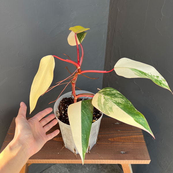 園芸ネット本店｜フィロデンドロン：ストロベリーシェイク 4号25-05 の