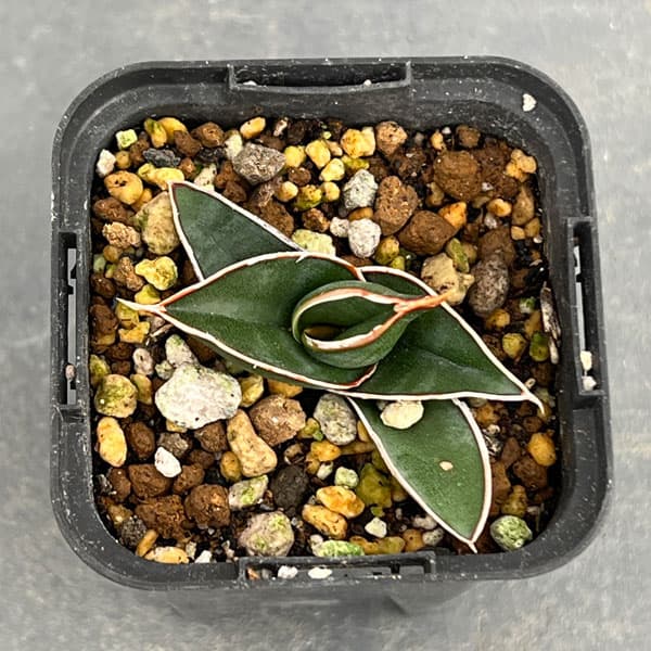 園芸ネット本店｜サンセベリア：ロリダ 2号鉢植え の通販【公式】