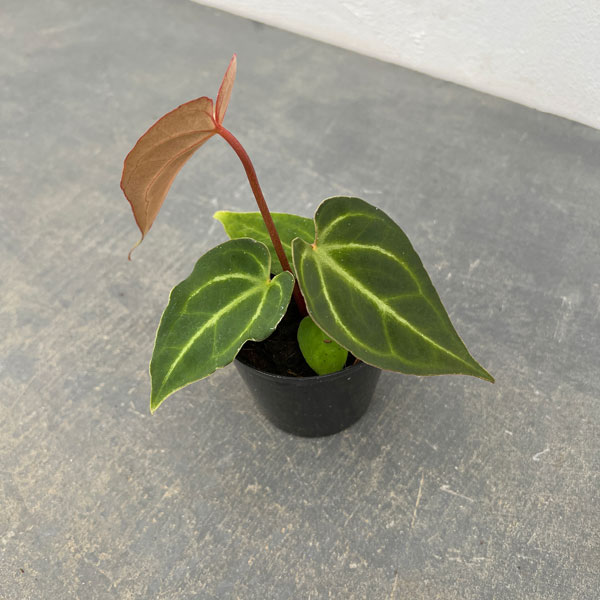 園芸ネット本店｜（わけあり特価）アンスリウム（原種）：SKGシルバー