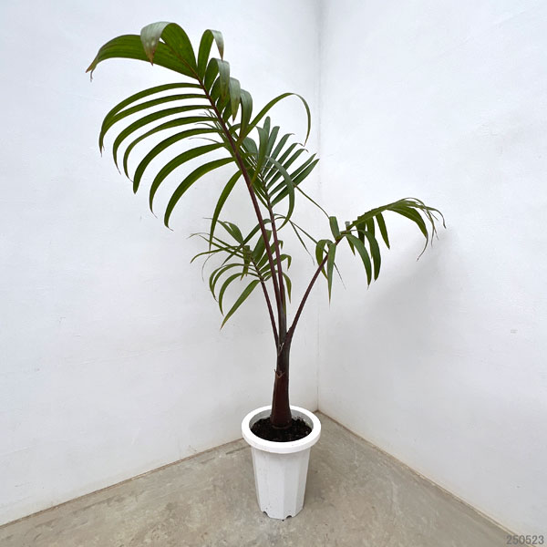 園芸ネット本店｜トックリヤシ 7号鉢植え の通販【公式】