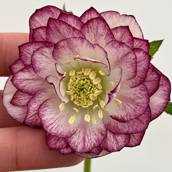 園芸ネット本店｜（わけあり特価）細川さんのクリスマスローズ：ダブル