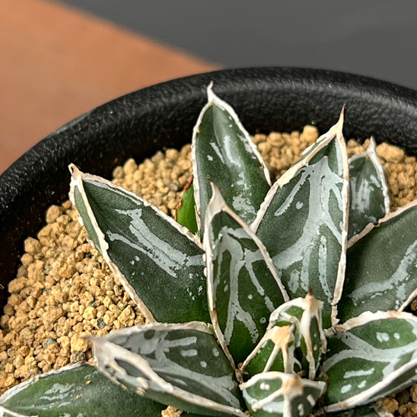 園芸ネット本店｜アガベ：姫笹の雪 2.5号鉢植え* の通販【公式】