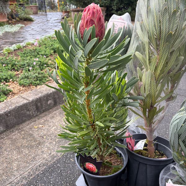 園芸ネット本店｜プロテア：ビーナス 7号鉢植え の通販【公式】