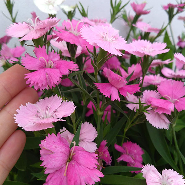 園芸ネット本店｜ナデシコ（四季咲き）：カラーマジシャン3-3.5号