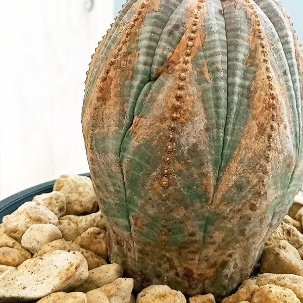 園芸ネット本店｜ユーフォルビア：オベサ 4号23-12 の通販【公式】