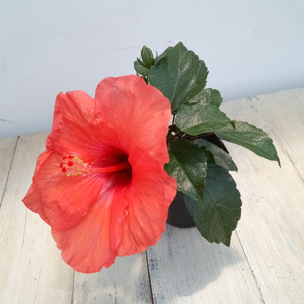 園芸ネット本店｜ハイビスカス（ニューロングライフ）：アドニス